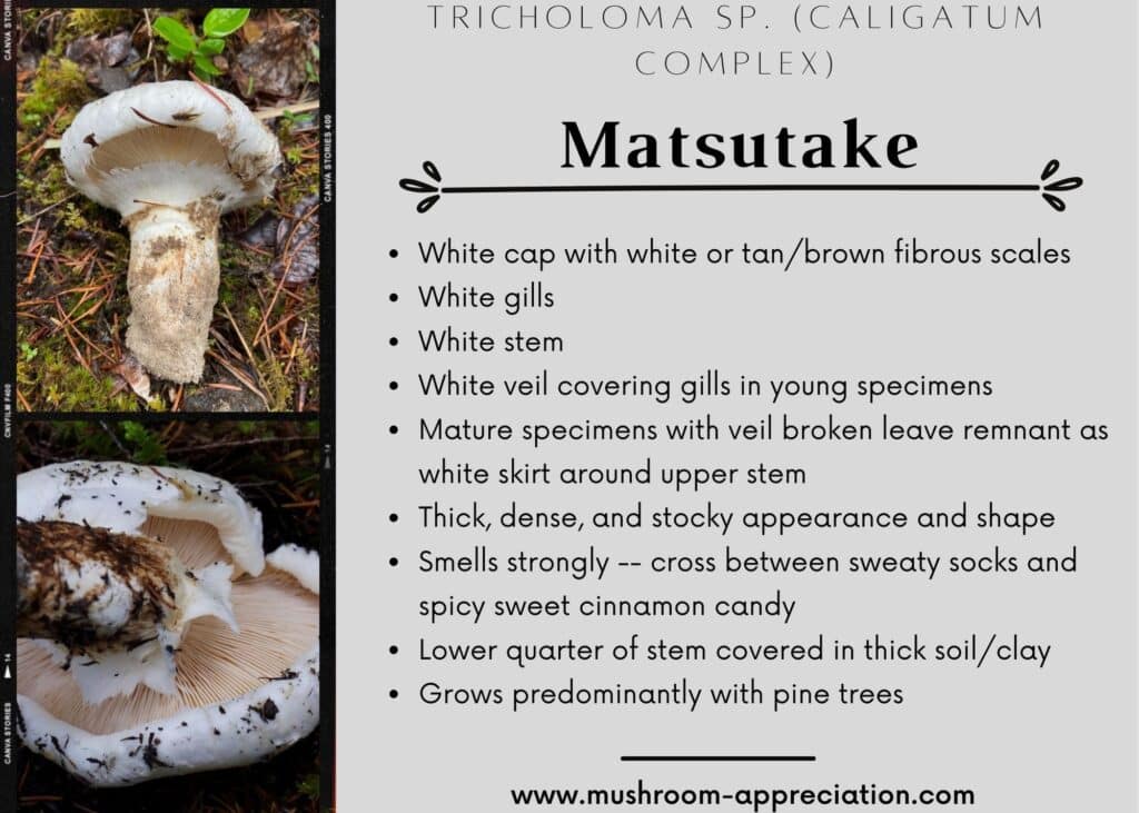 American Matsutake Identification, Foraging, and Concerns Mushroom