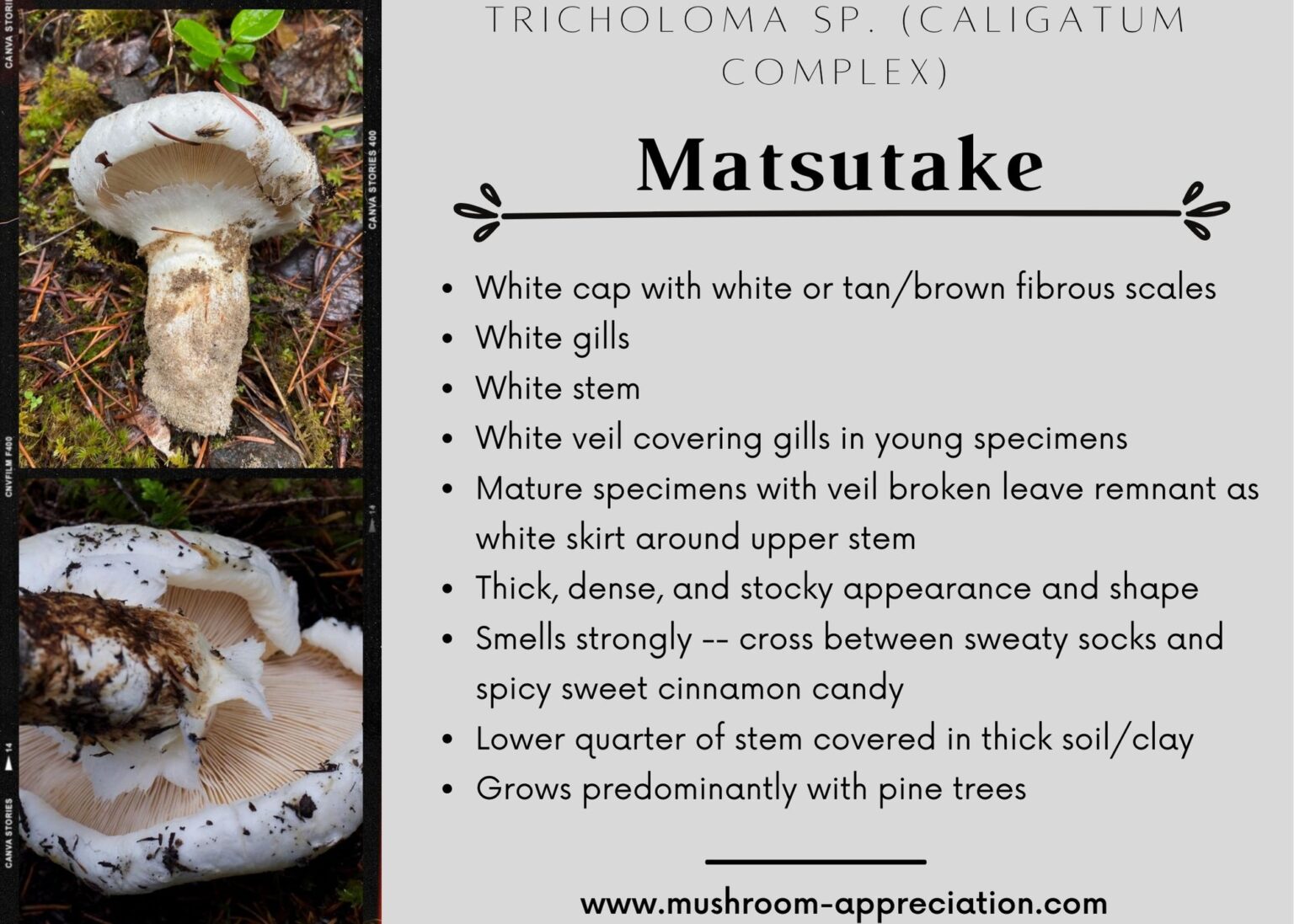 American Matsutake Identification, Foraging, and Concerns Mushroom