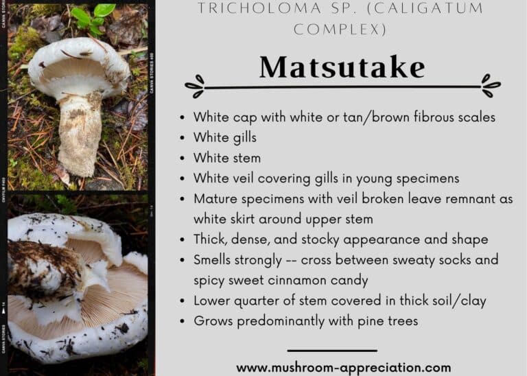 American Matsutake Identification, Foraging, and Concerns Mushroom