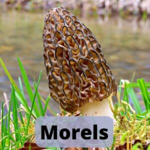 Morel