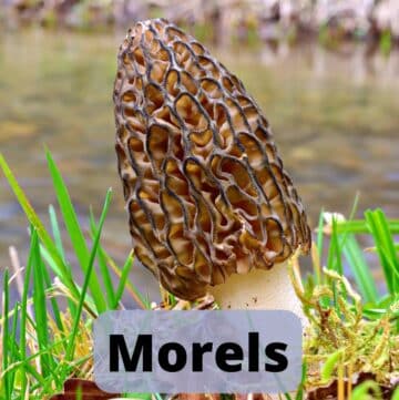 Morel