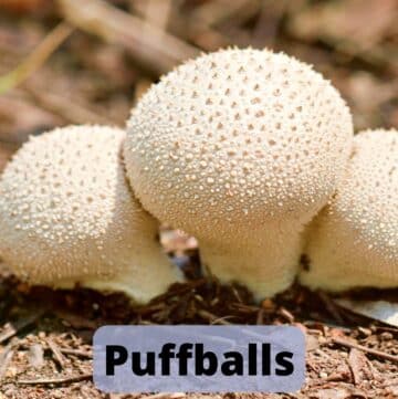 Puffballs