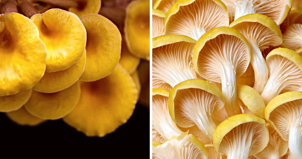 Yellow Oyster Mushrooms Identification, Foraging, and Cooking Mushroom Appreciation
