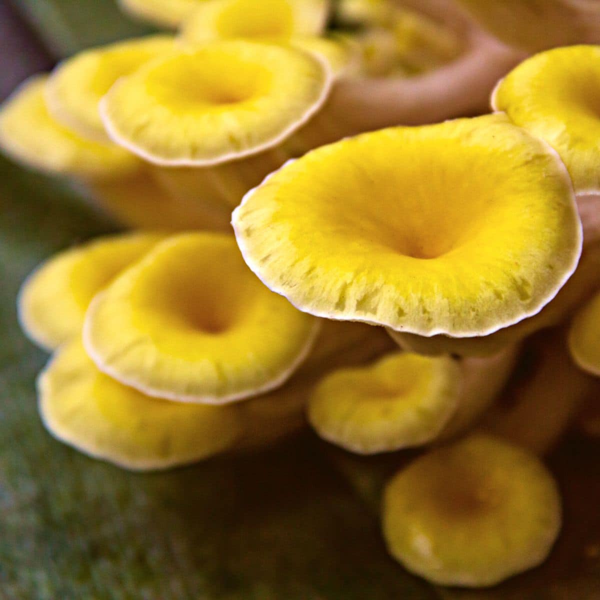 yellow oyster mushrooms