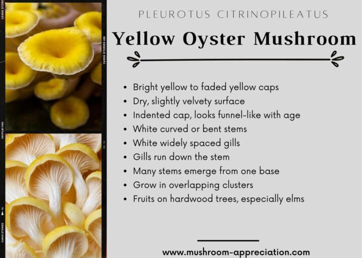 Yellow Oyster Mushrooms Identification, Foraging, and Cooking Mushroom Appreciation
