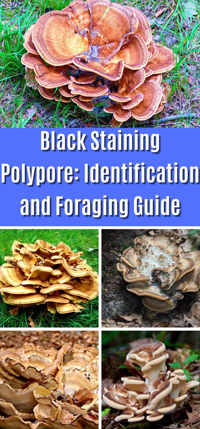 Black Staining Polypore Identification and Foraging Guide Mushroom