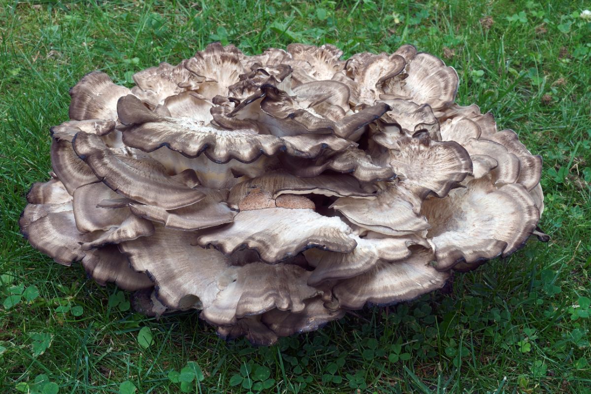 black staining polypore mushroom