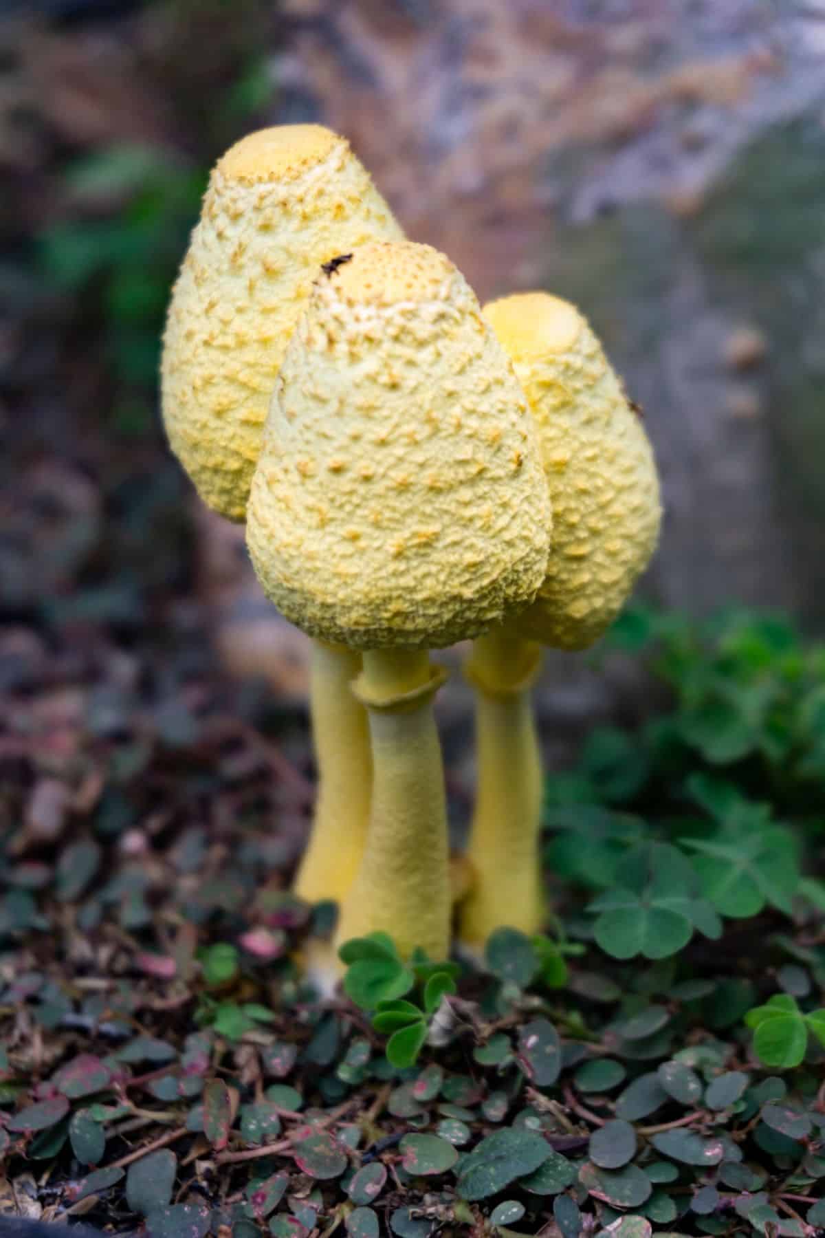 house plant yellow mushrooms
