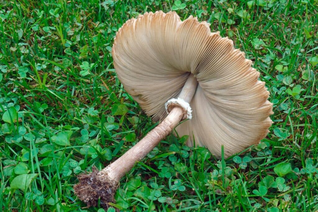 Toxic False Parasol Identification and Lookalikes Mushroom Appreciation