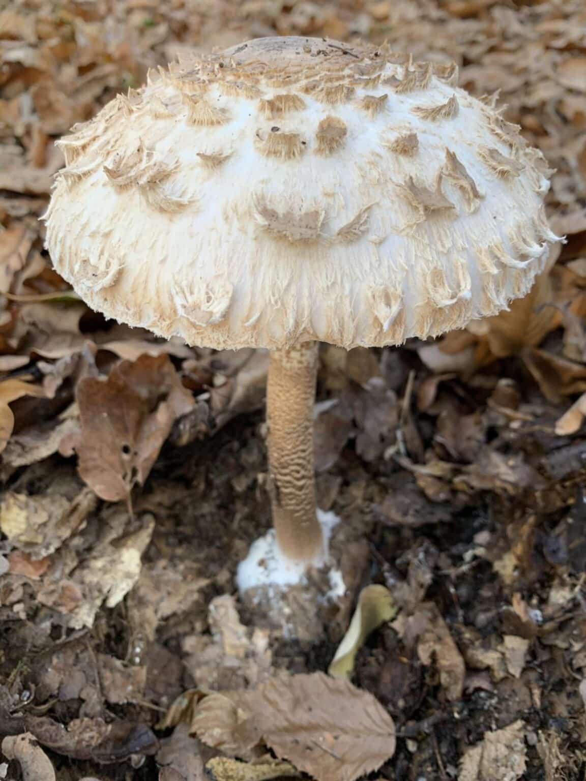 Toxic False Parasol Identification and Lookalikes Mushroom Appreciation