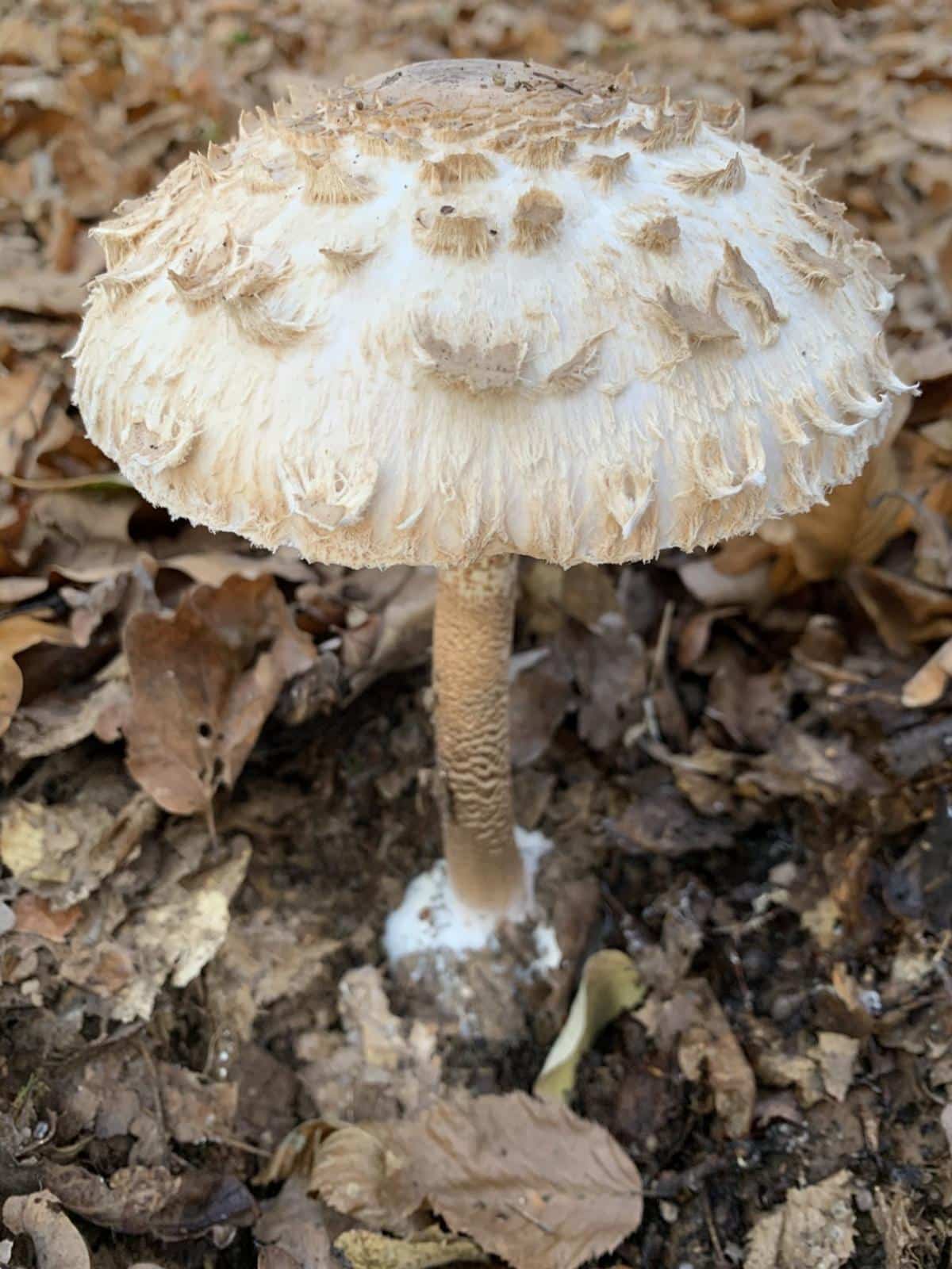 Macrolepiota procera