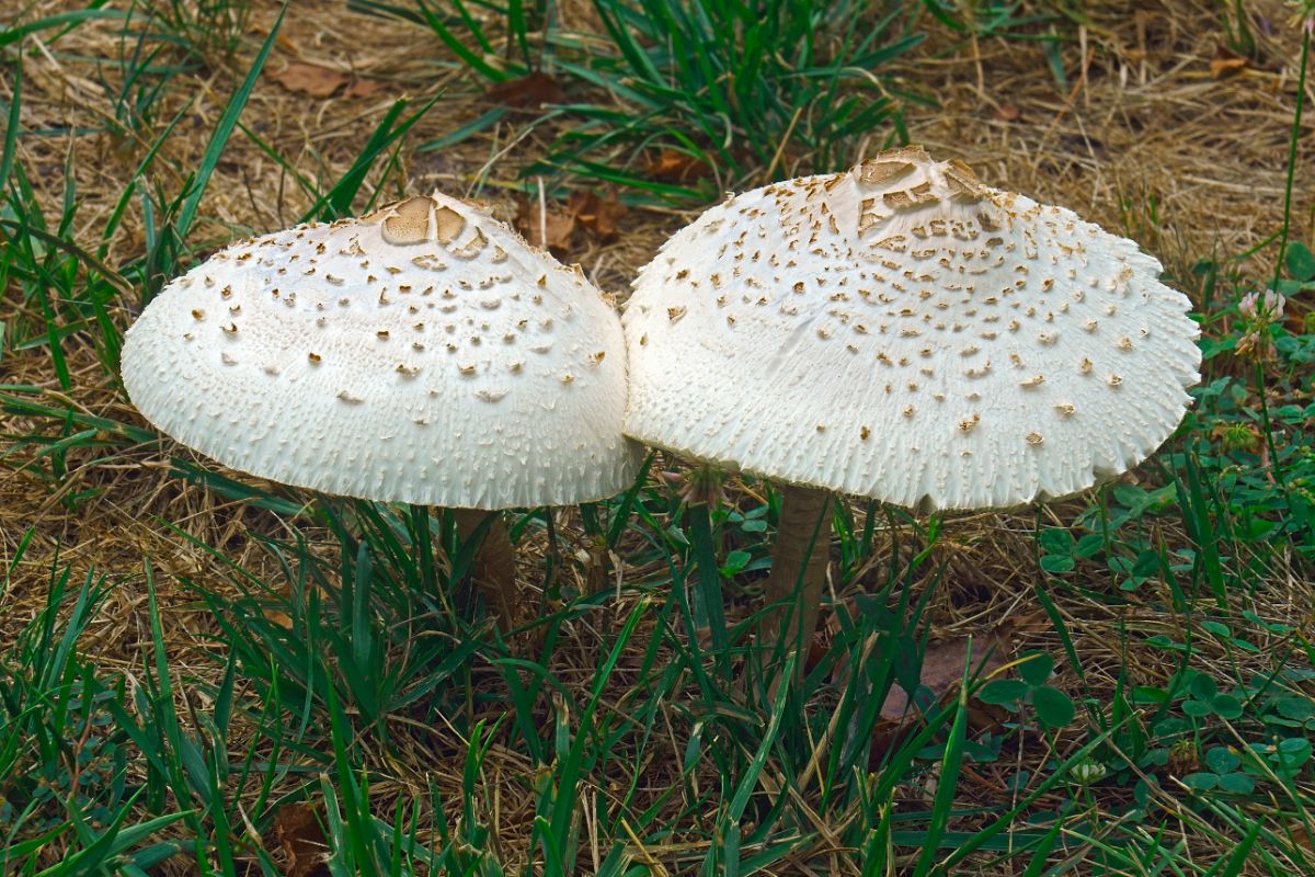 false parasol mushroom