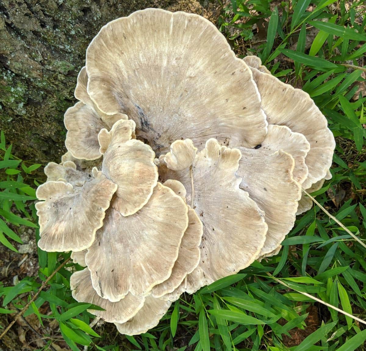 black staining polypore