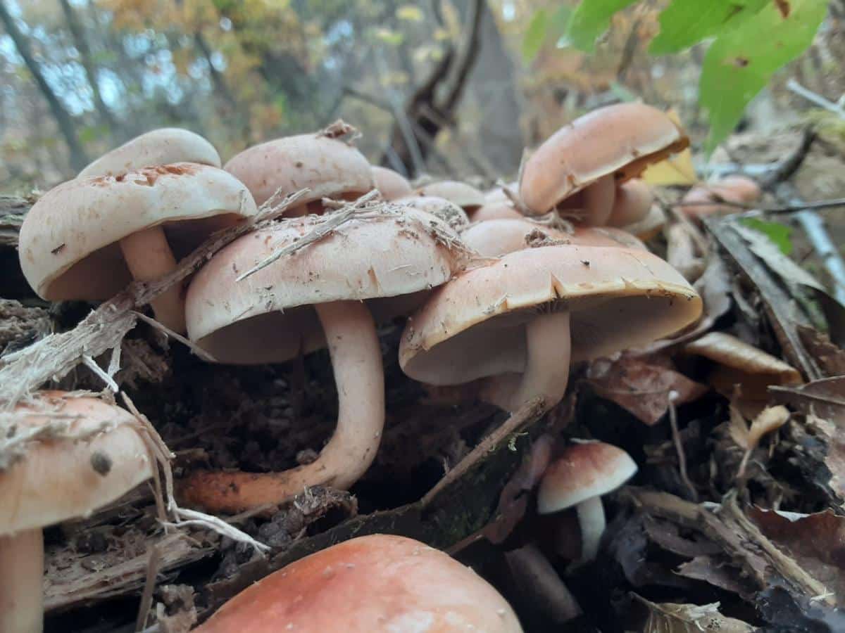 brick cap mushrooms