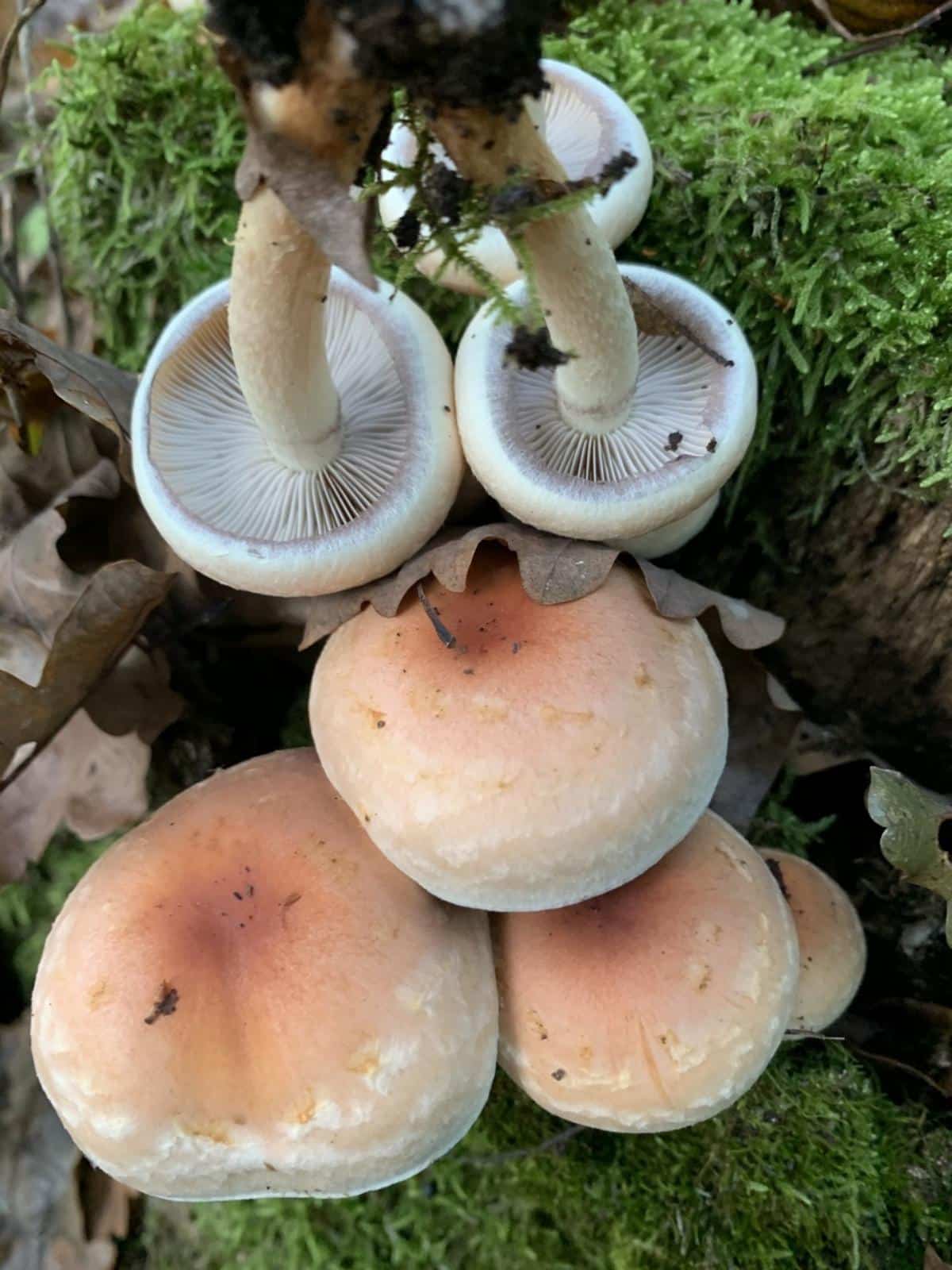 brick cap tops and gills