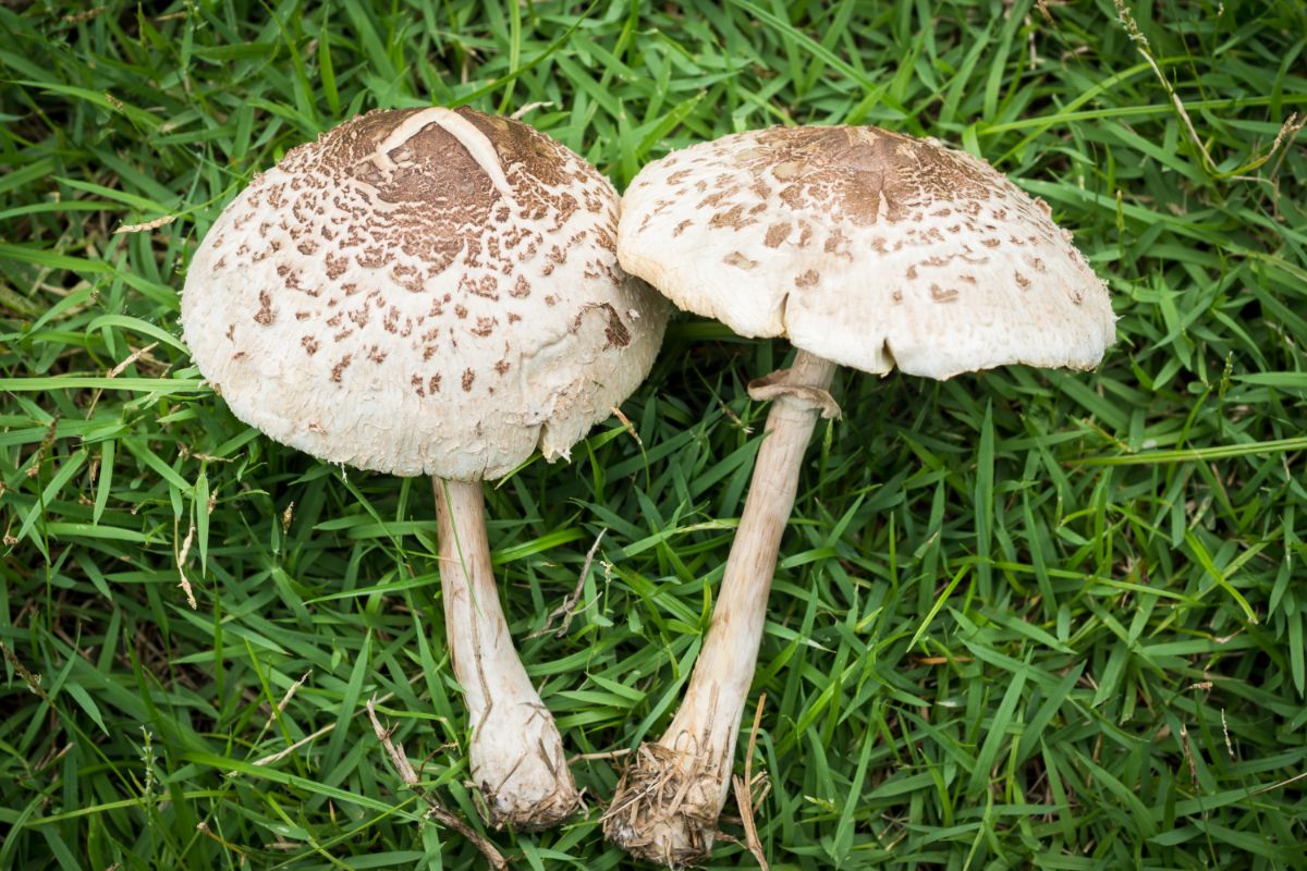 false parasol vomiter mushroom