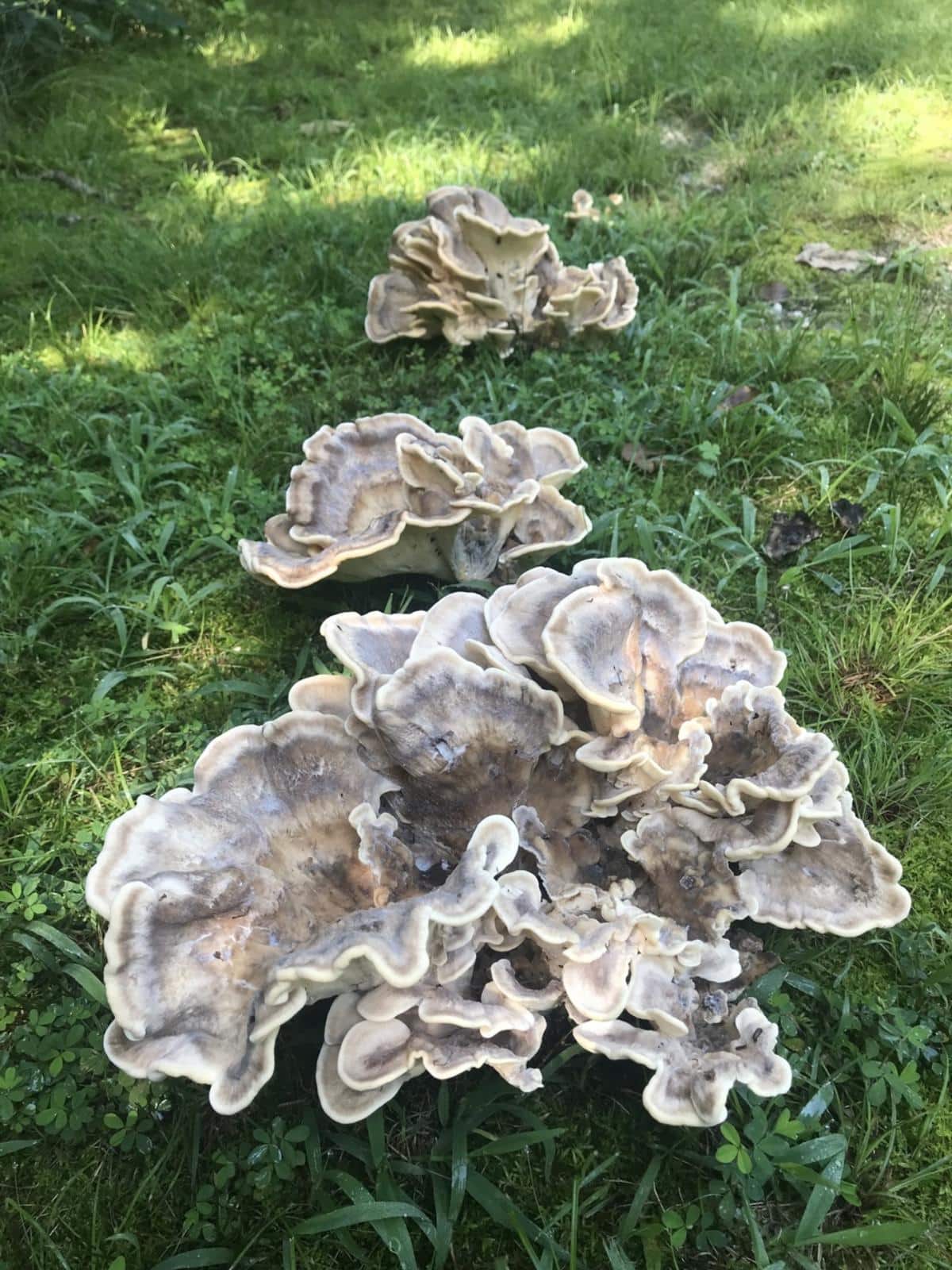 black staining polypore on the ground