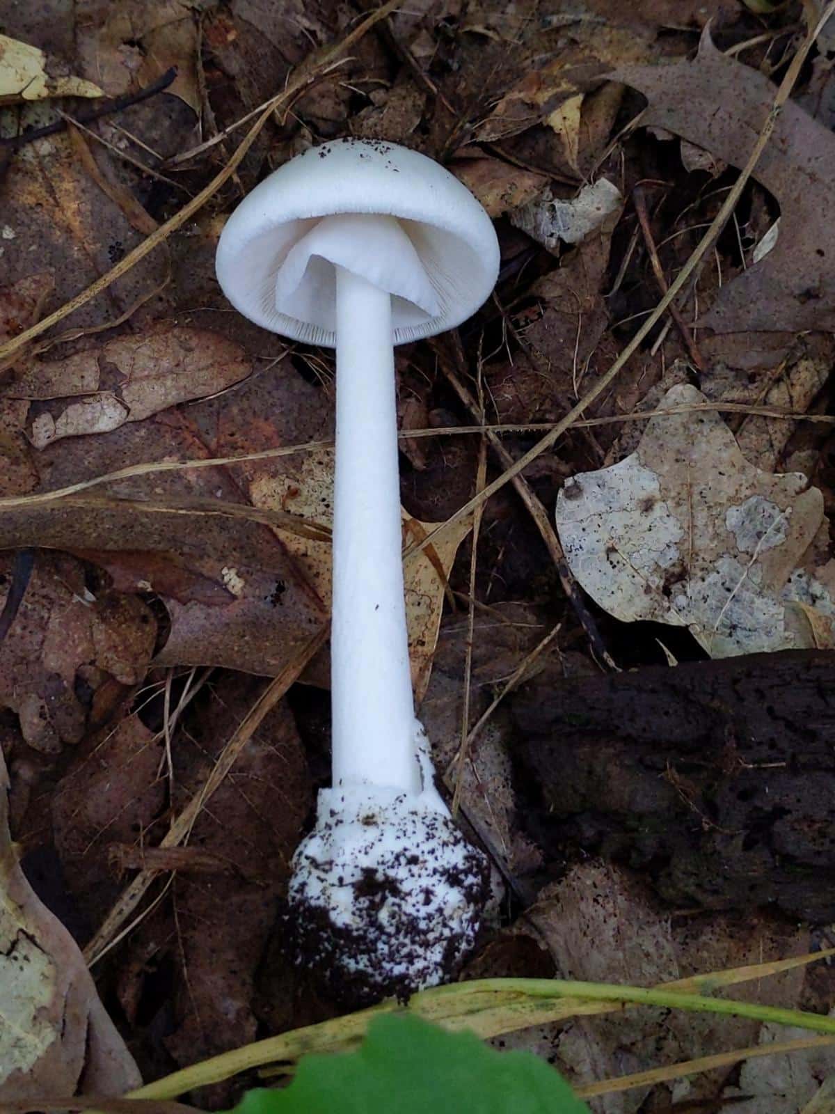 destroying angel