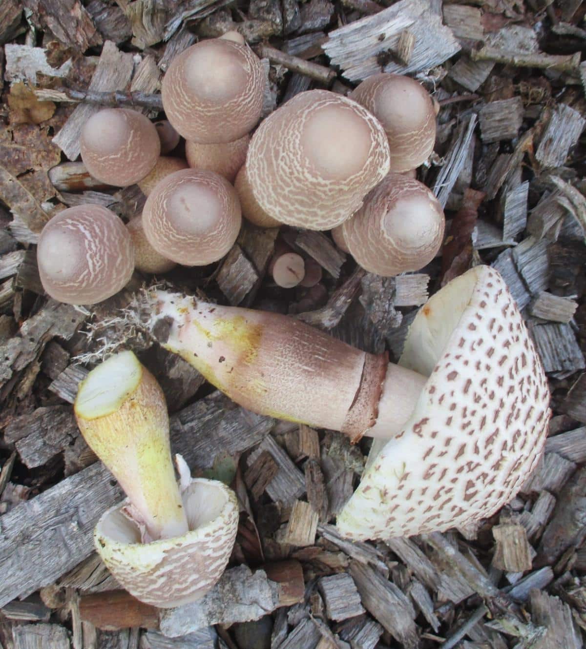 leucoagaricus stem ring