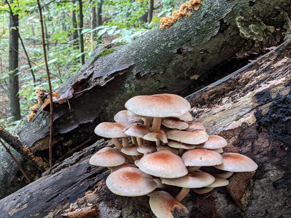 brick top on log