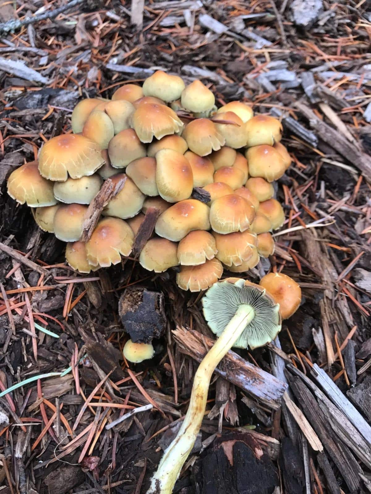 Sulfur Tuft (Hypholoma fasciculare)