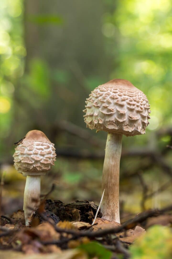 Toxic False Parasol Identification and Lookalikes Mushroom Appreciation