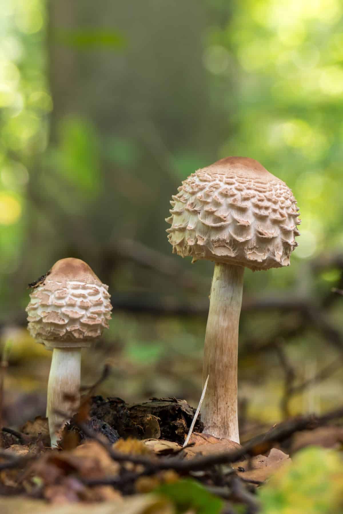 Chlorophyllum rhacodes