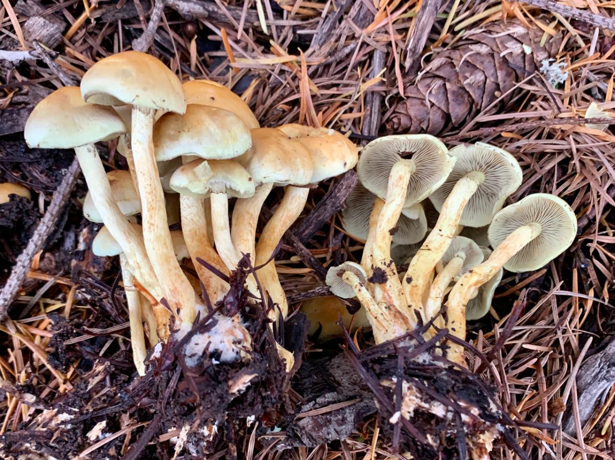 Sulfur Tuft (Hypholoma fasciculare)