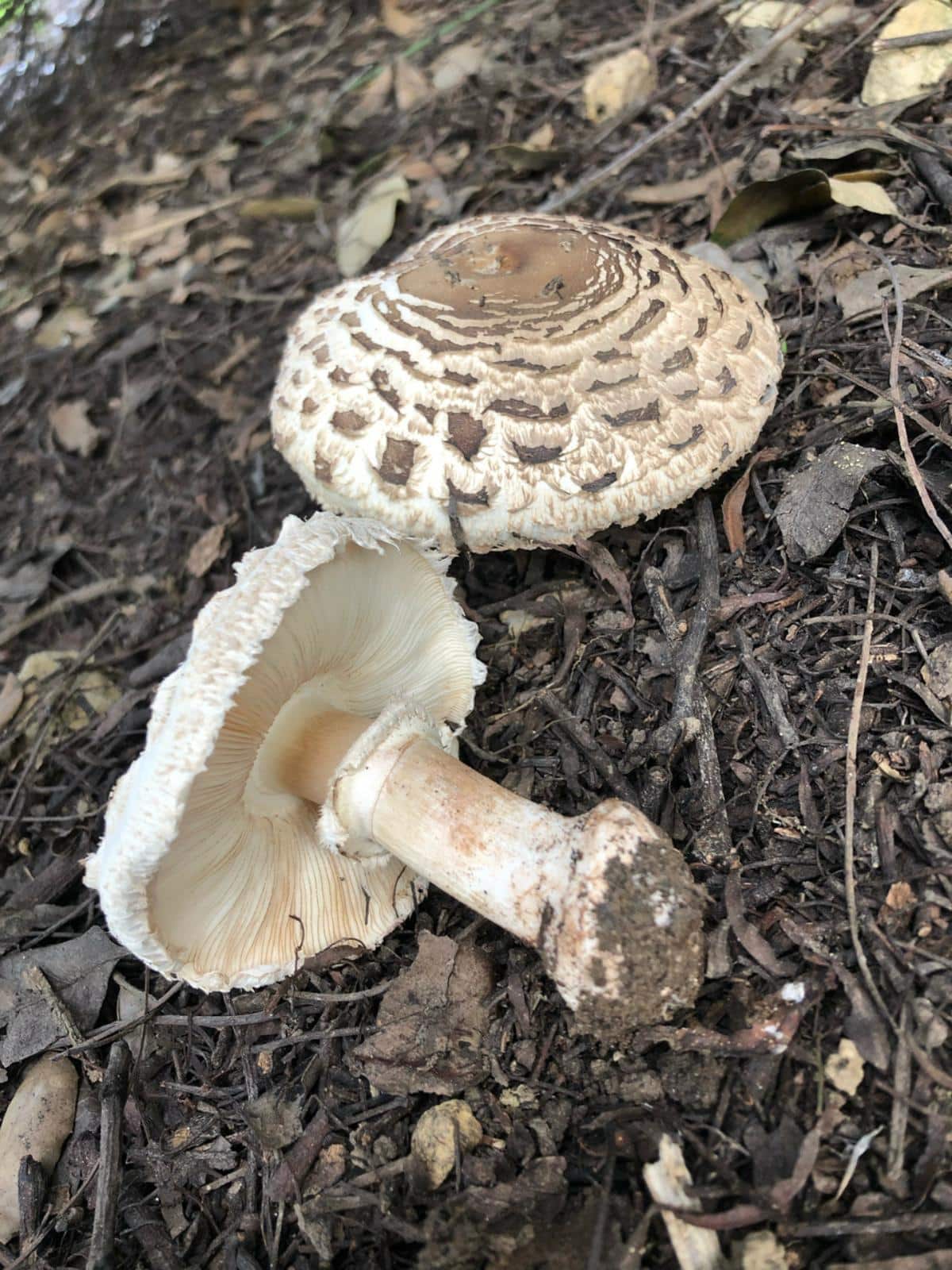 Chlorophyllum brunneum