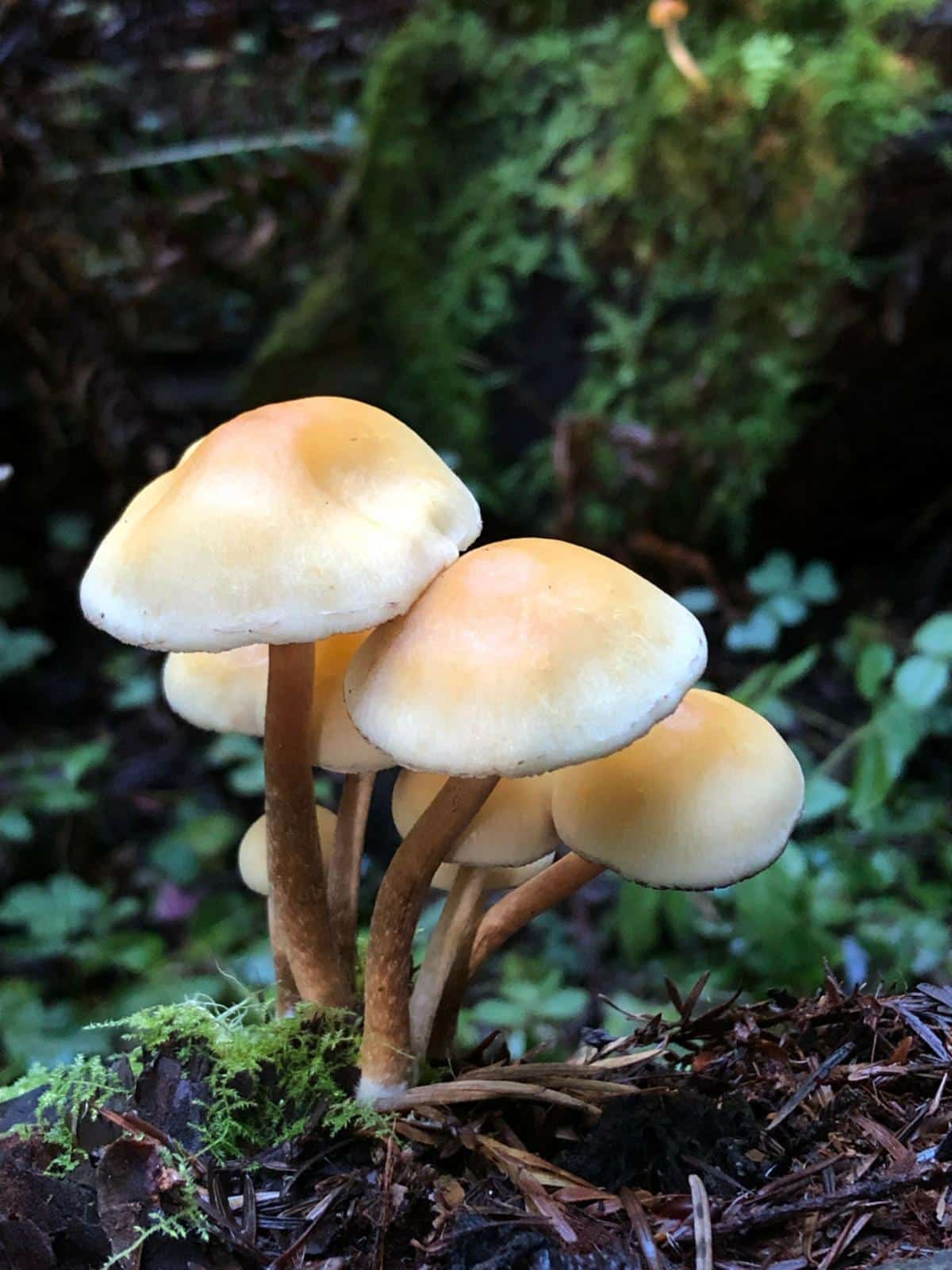 Hypholoma capnoides