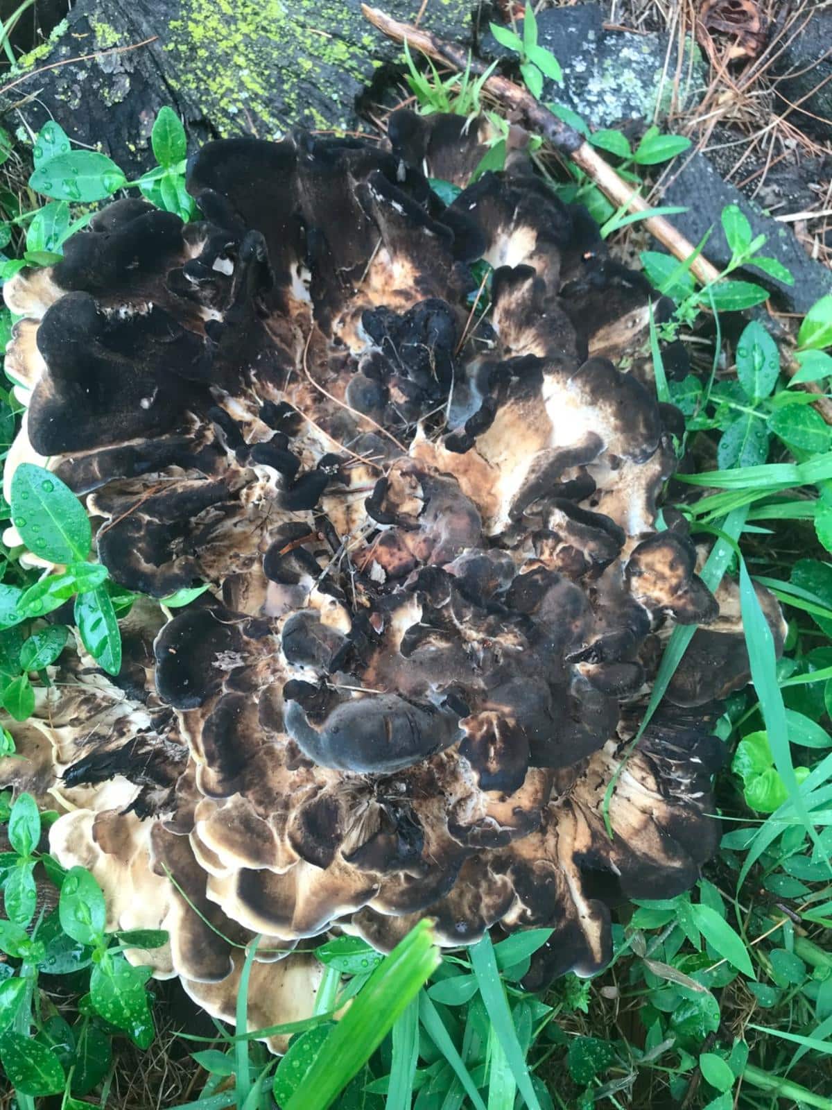very old mature black staining polypore