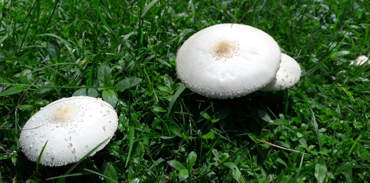 false parasol mushroom