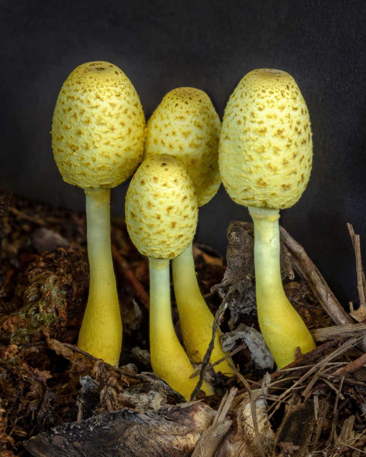 yellow mushrooms