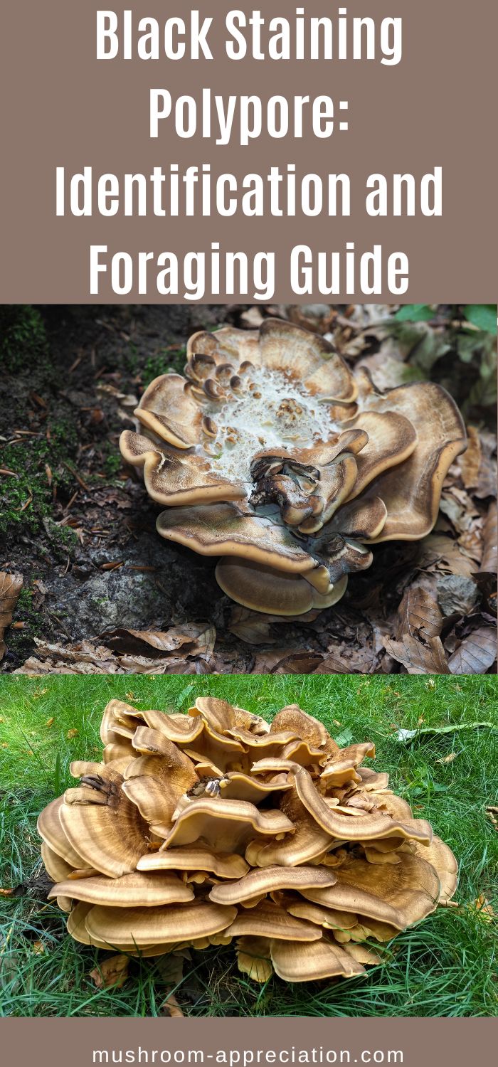 Black Staining Polypore Identification and Foraging Guide Mushroom