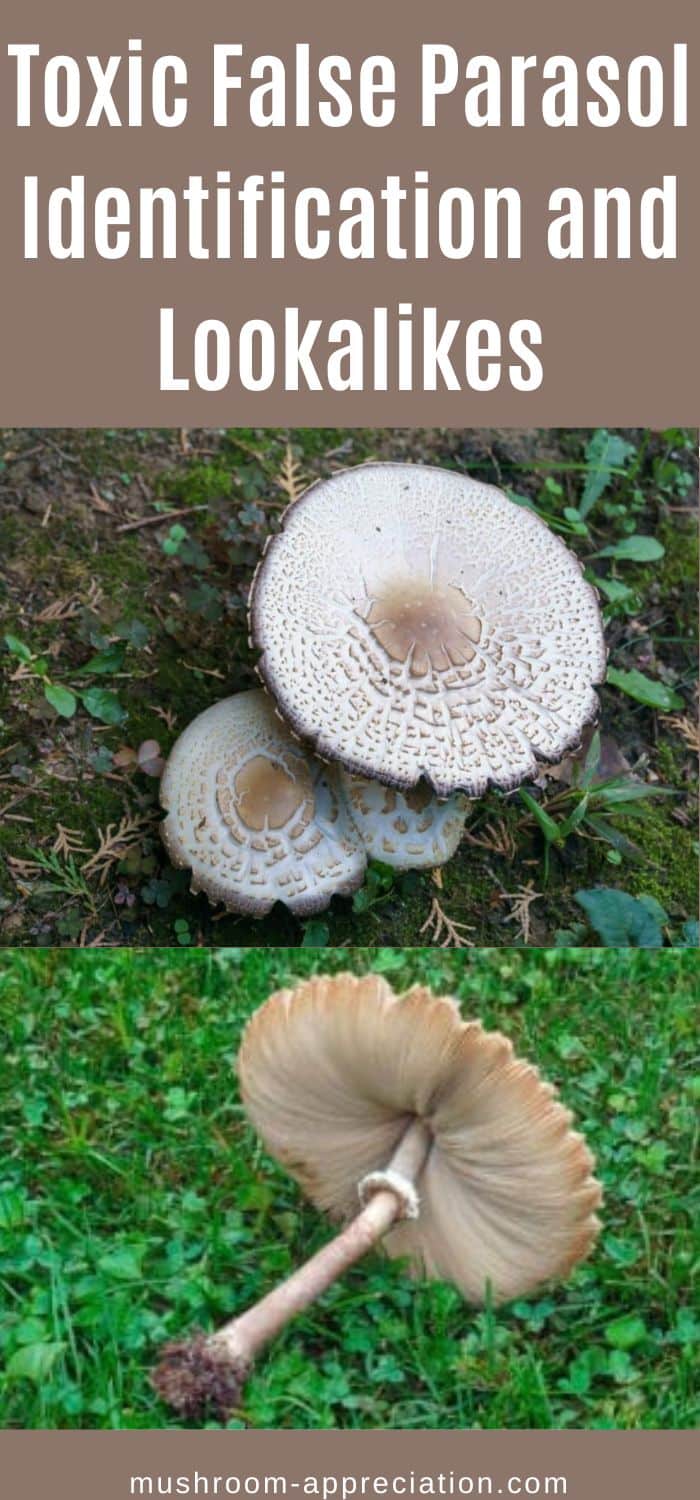 Toxic False Parasol Identification and Lookalikes Mushroom Appreciation