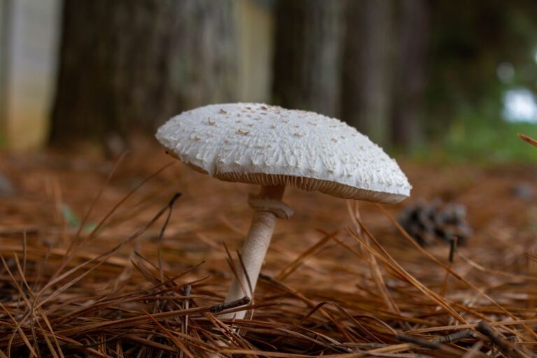 Toxic False Parasol Identification and Lookalikes Mushroom Appreciation