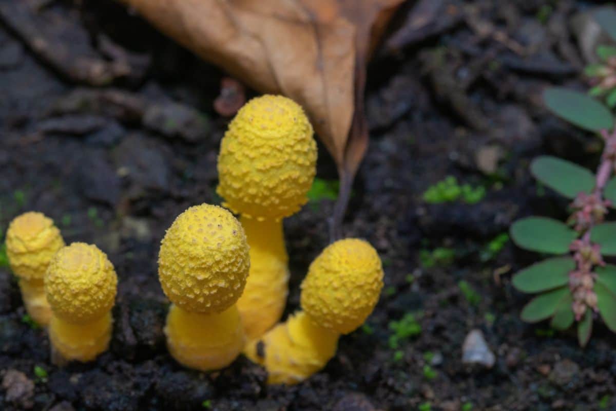 small yellow mushrooms