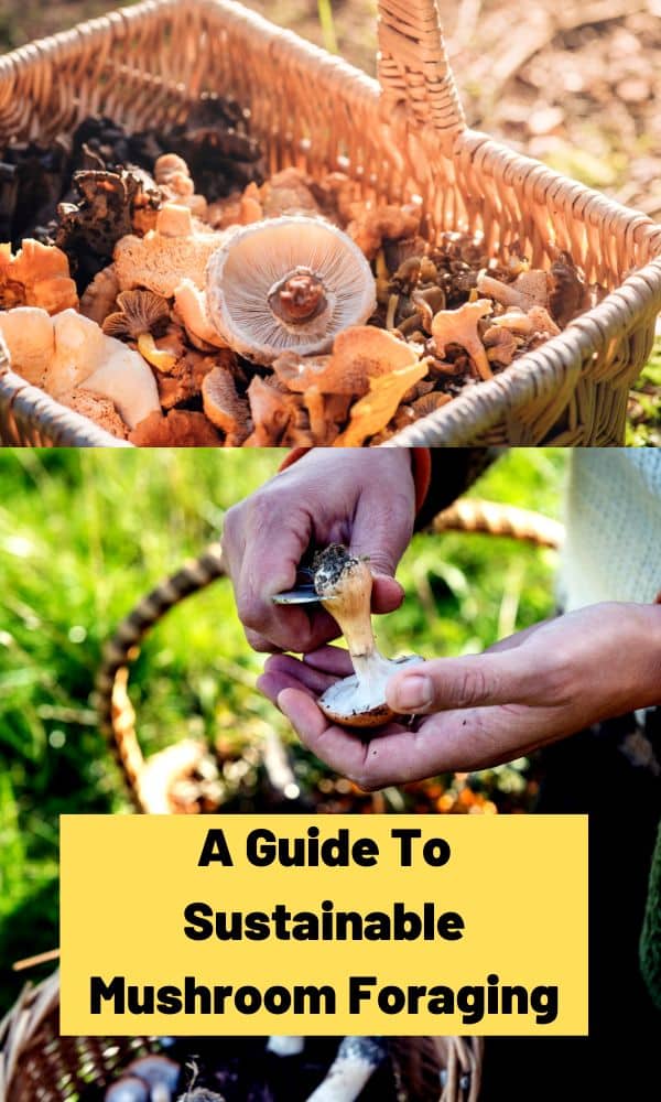 A Guide To Sustainable Mushroom Foraging Mushroom Appreciation