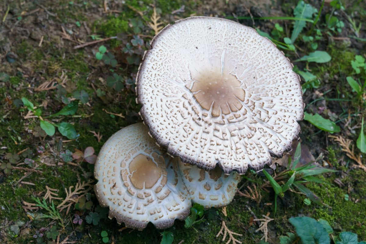 Chlorophyllum molybdites