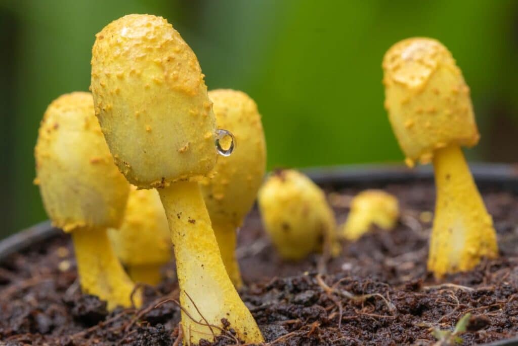 Yellow Mushrooms in Potted Plants (Everything You Need to Know) Mushroom Appreciation