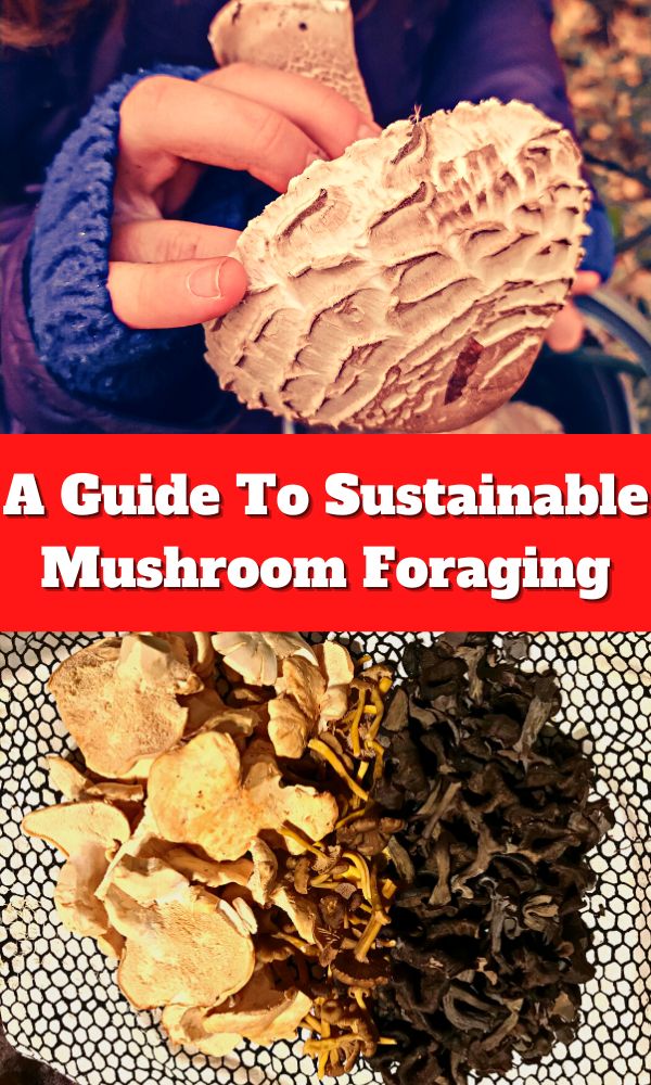 A Guide To Sustainable Mushroom Foraging Mushroom Appreciation
