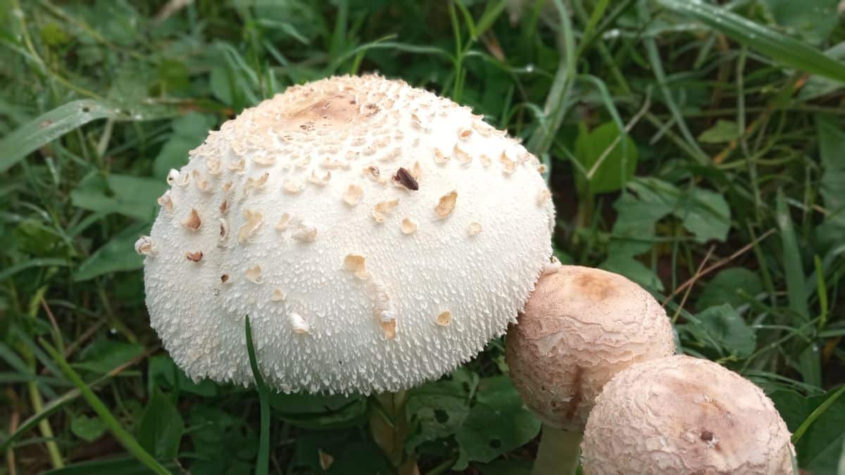 false parasol mushroom