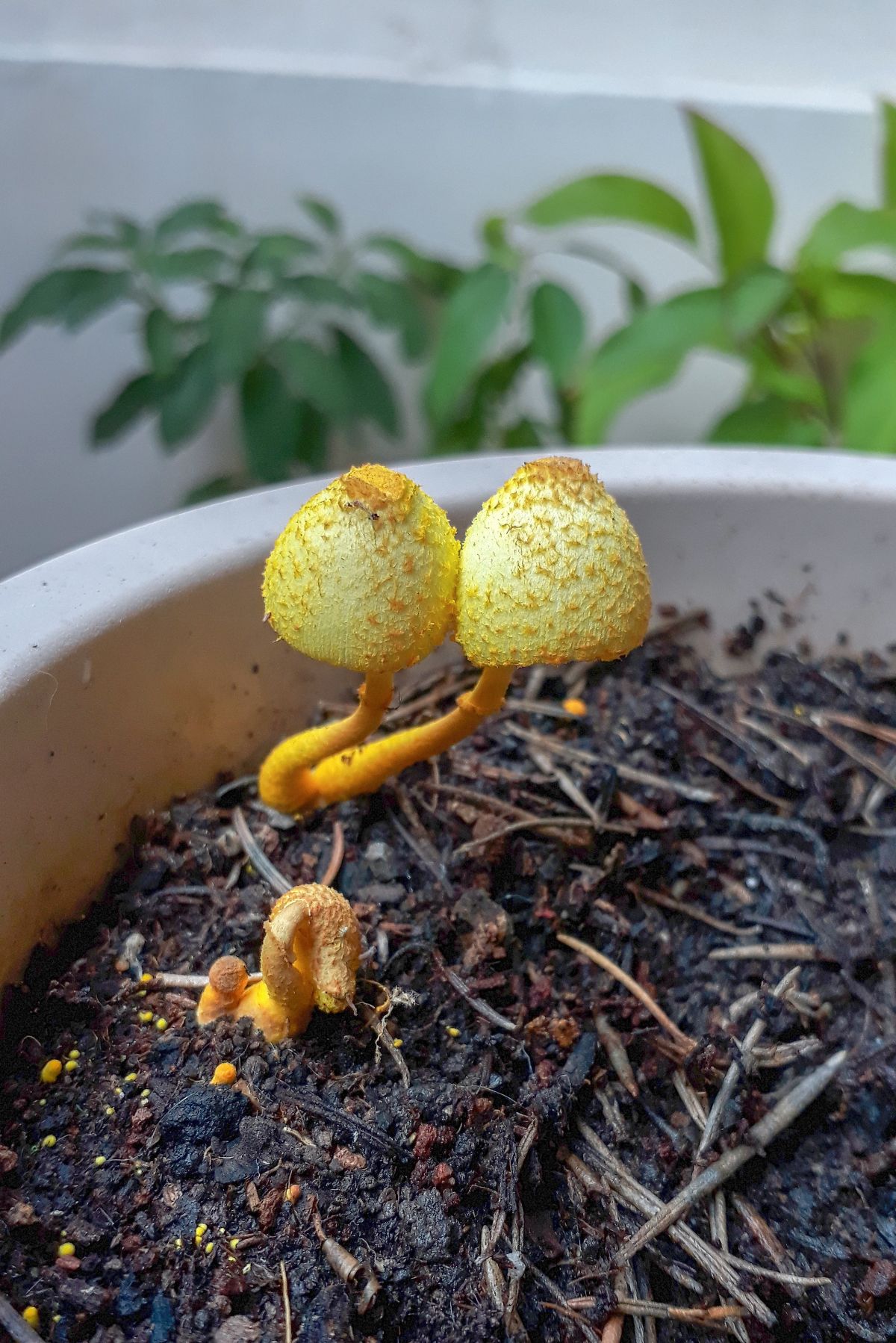 yellow mushrooms in a houseplant