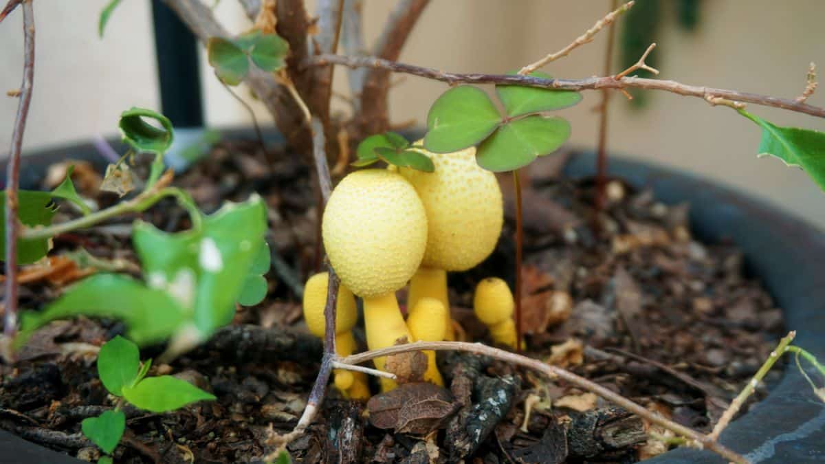yellow houseplant mushrooms