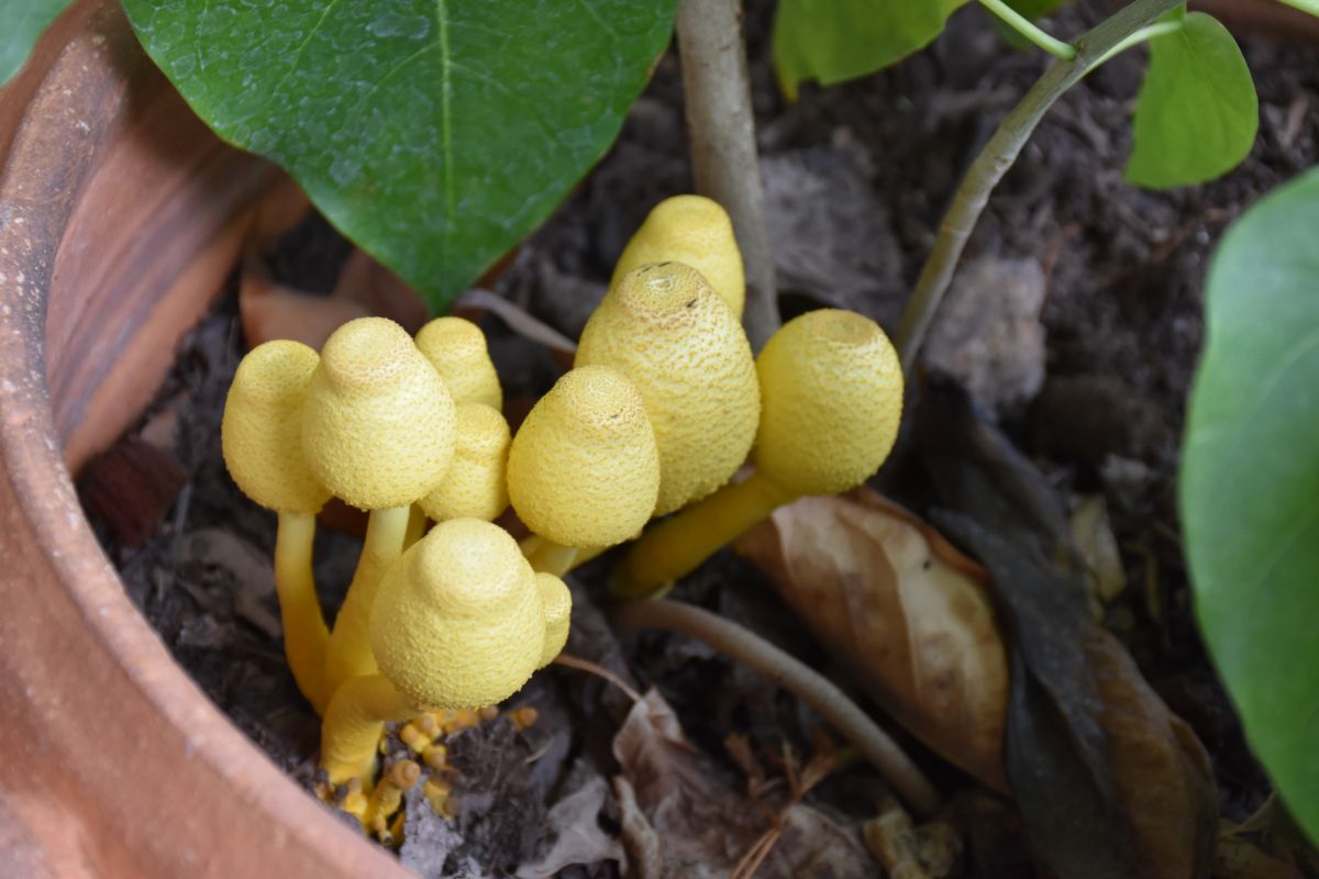 yellow houseplant mushroom