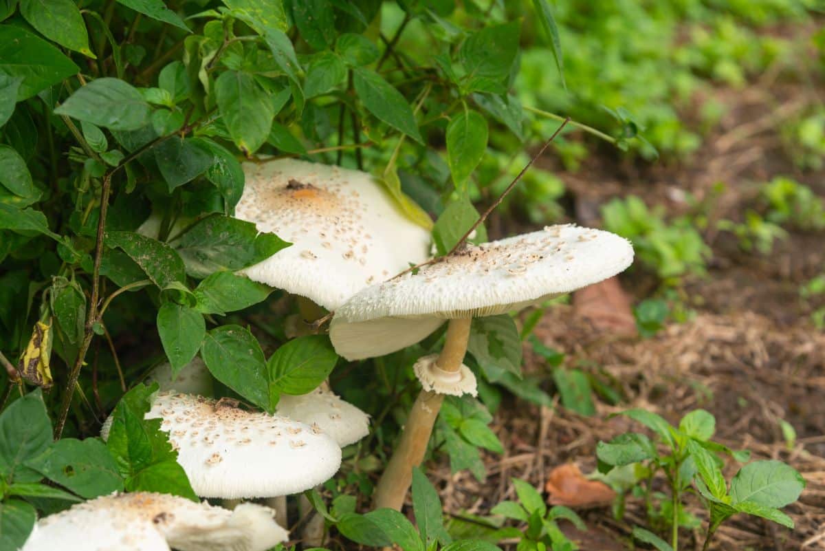 Chlorophyllum molybdites