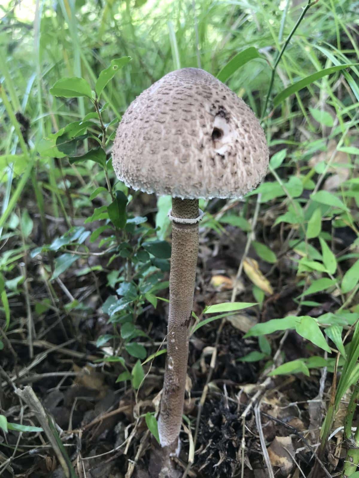 parasol mushroom