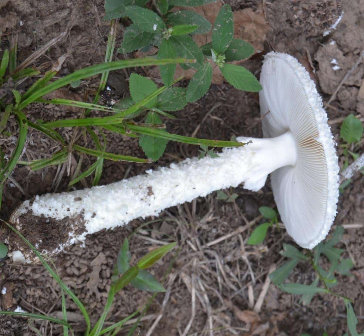 Amanita thiersii