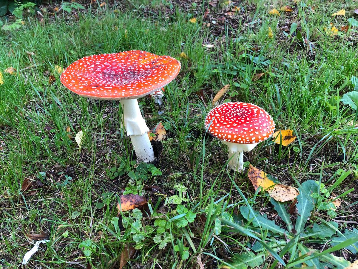 toadstools