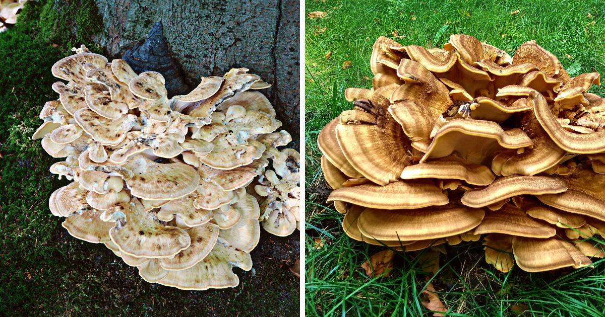 Black Staining Polypore Identification and Foraging Guide Mushroom